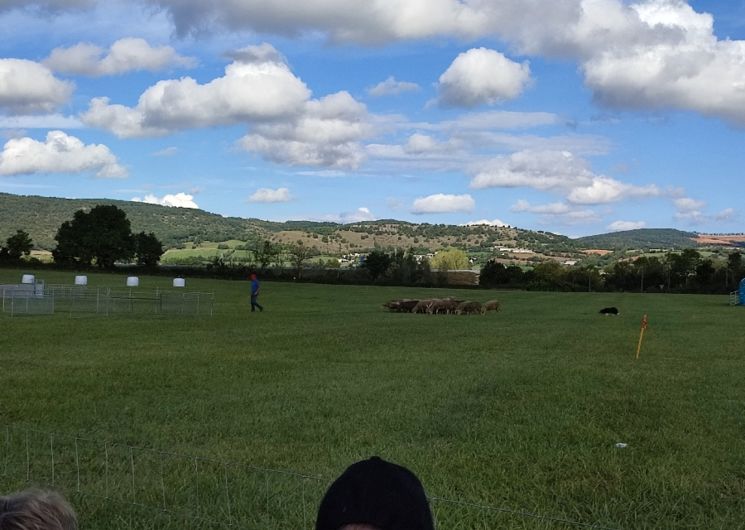 Concours de chiens de berger à Sévérac-le-Château