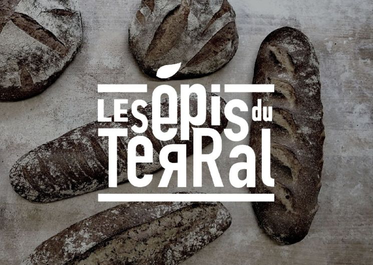 Les épis du Terral