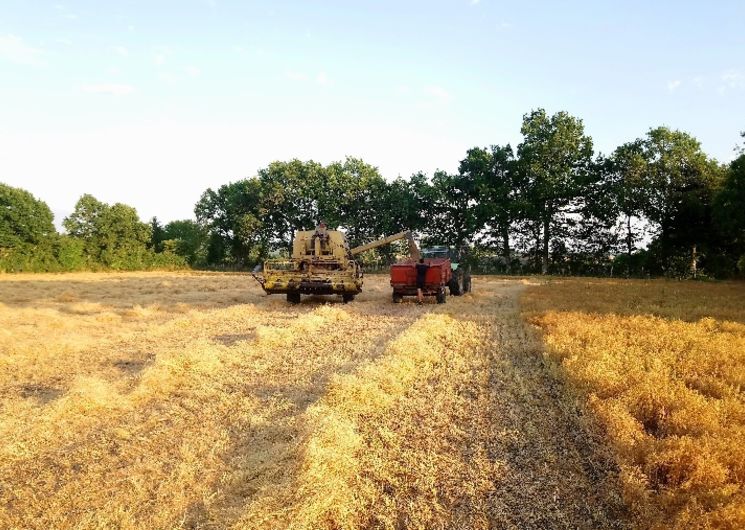 Moisson : La récolte des lentilles blondes en Aveyron 