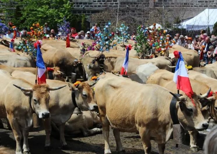 arrivée d'un troupeau à Aubrac