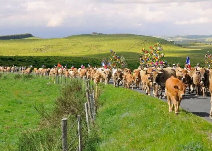 La Vache Aubrac en Transhumance