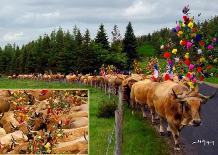 La Vache Aubrac en Transhumance