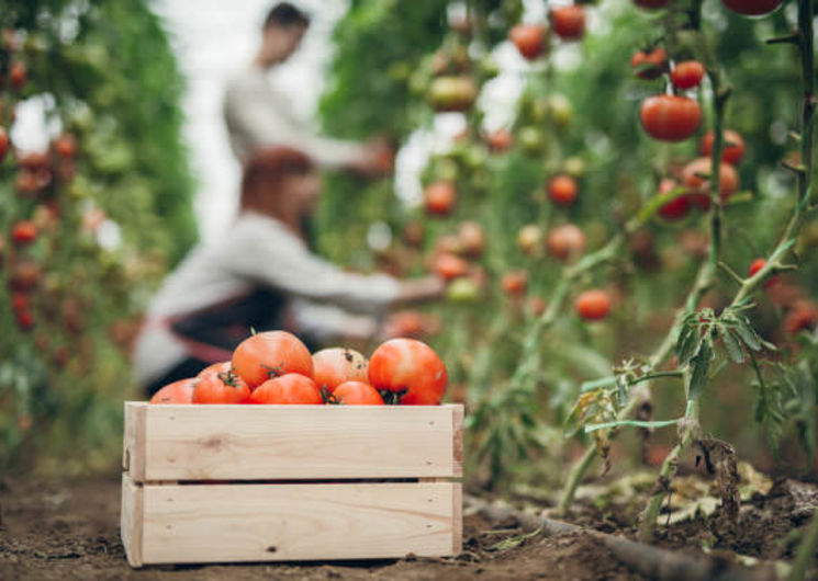 Les jardins de Lamayous