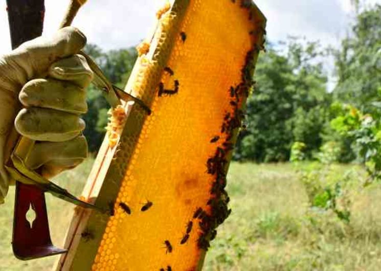 Emmanuel Gilhodes Apiculture 