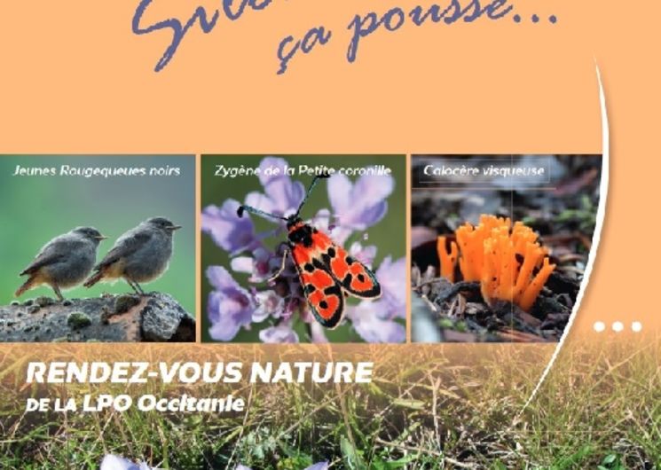 Rendez-Vous Nature Najac : La migration des oiseaux