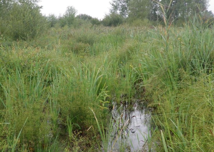 Visite commentée du marais de Montaris