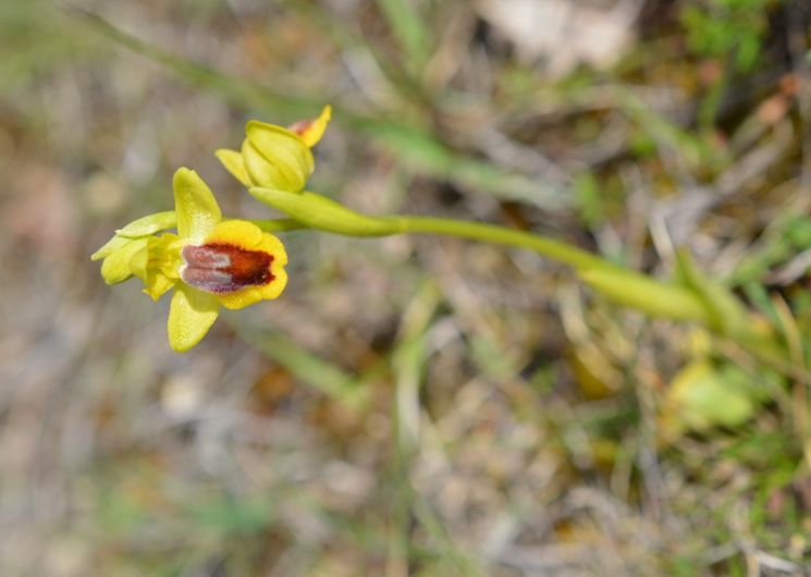 Visite commentée de la Lande de la Borie : à la recherche des Orchidées de La Rouquette