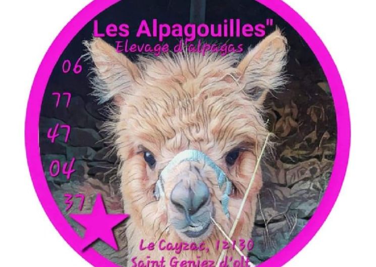 Les Alpagouilles - élevage d'alpagas