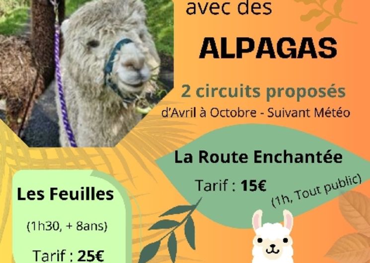 Les Alpagouilles - élevage d'alpagas