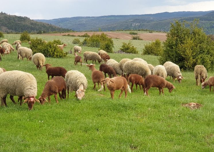 Fed' Ane - Balades et randonnées avec un âne