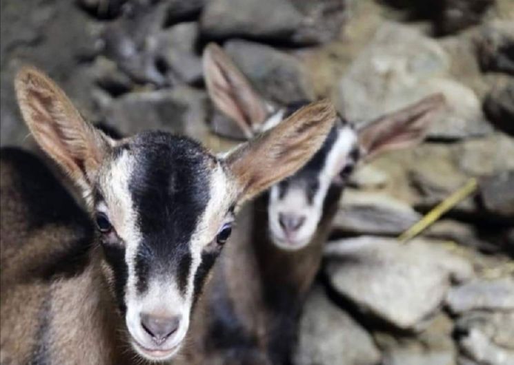 Visite des chèvres au pré à la Ferme du Bêêêz 