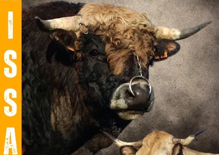 Concours départemental de la Race Aubrac à Laissac