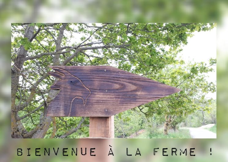 Visite de la ferme 