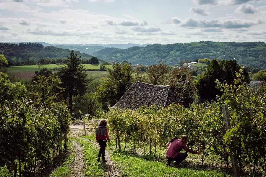 Dégustation et balade dans les vignes du Verdus 