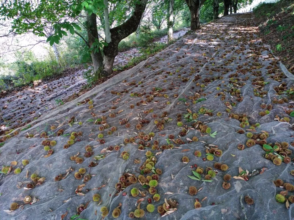Le Verger de Conques 