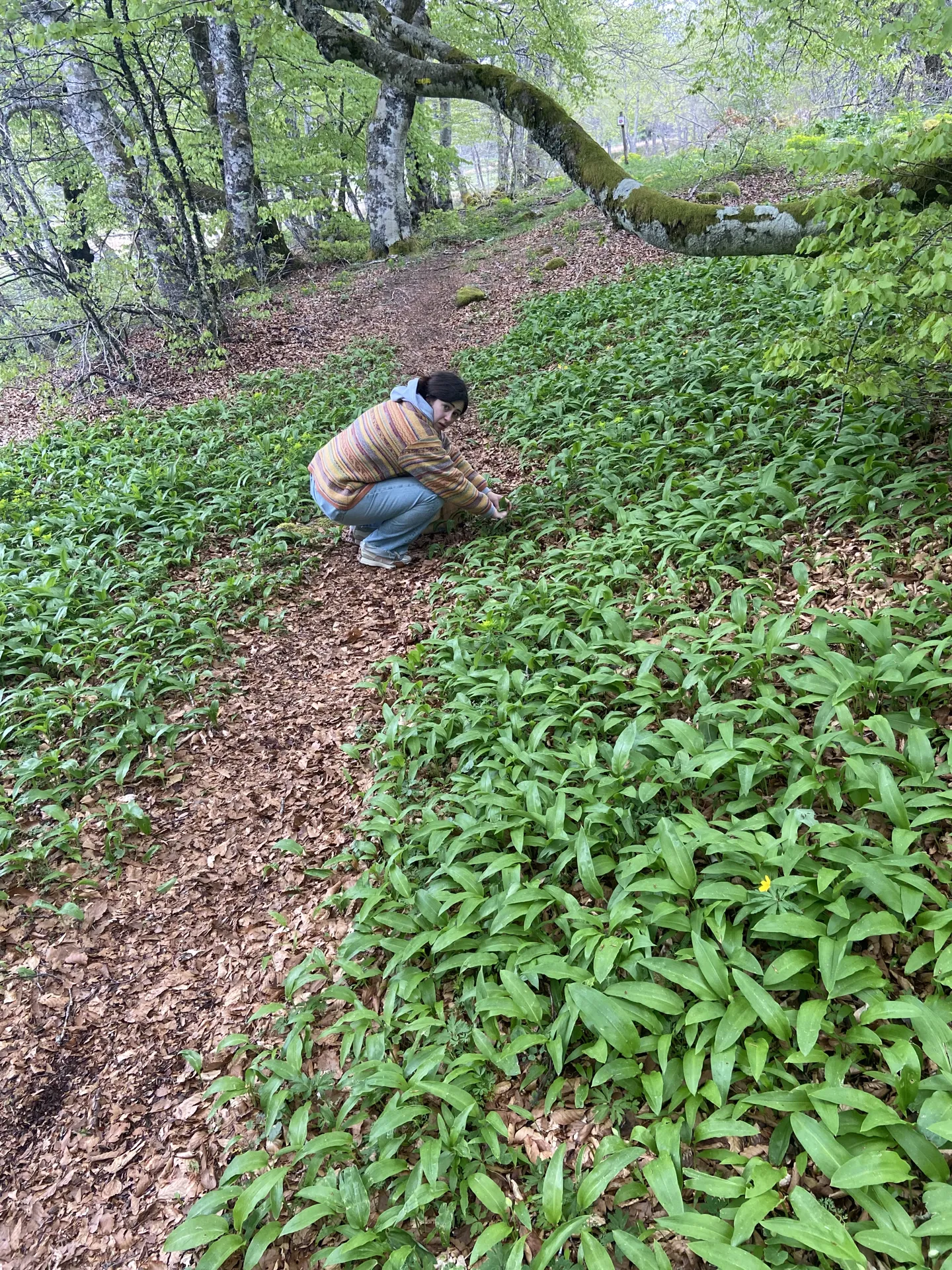 La Terrasse de l'Aubrac 