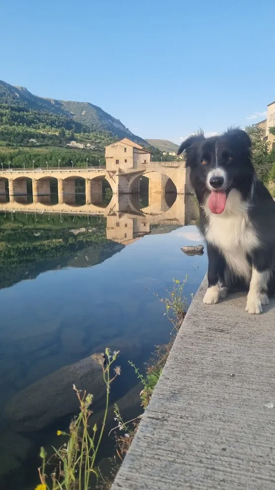 Visite Millau avec ton chien ! 
