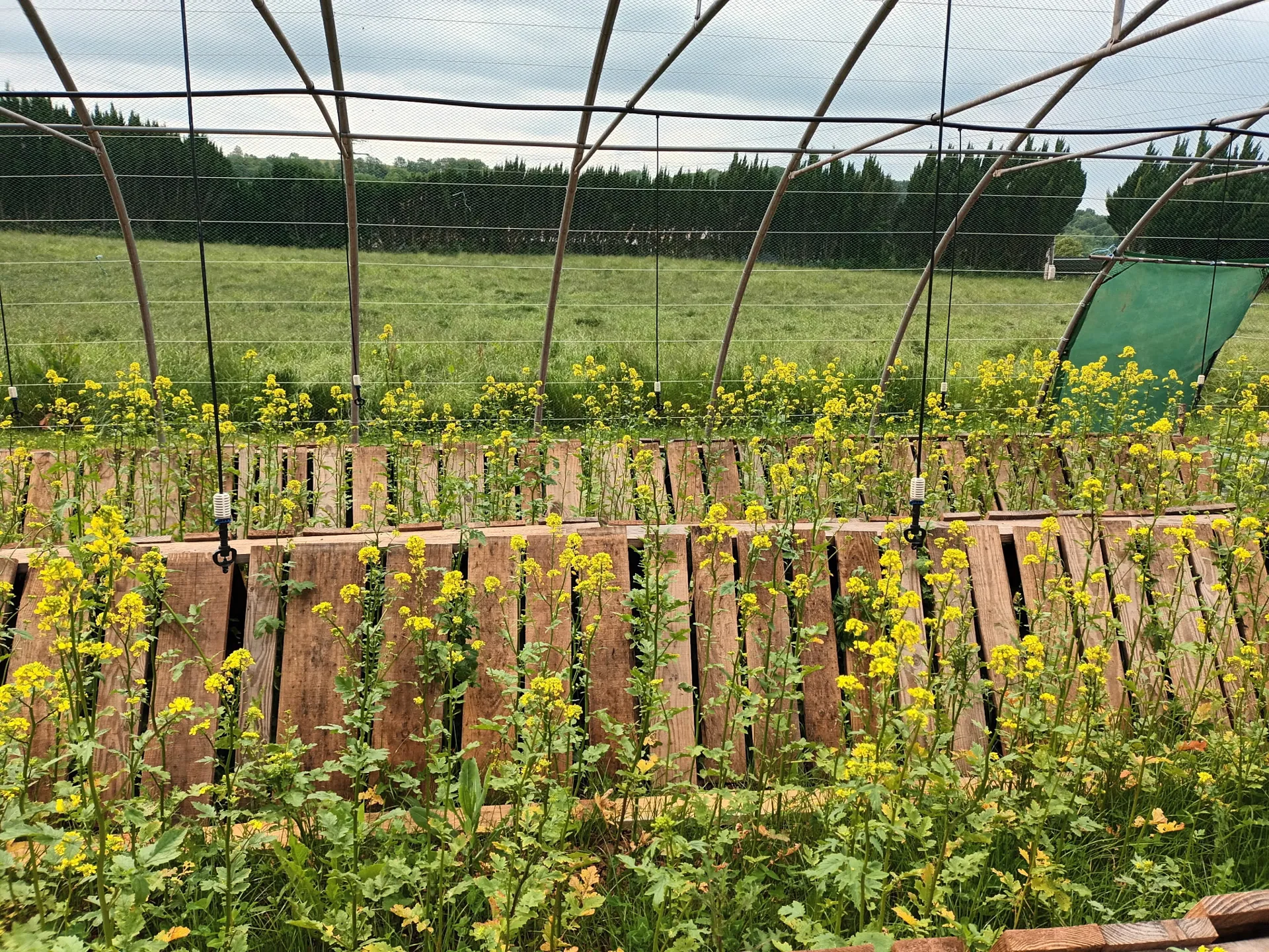 Les Escargots des Terres Rouges 