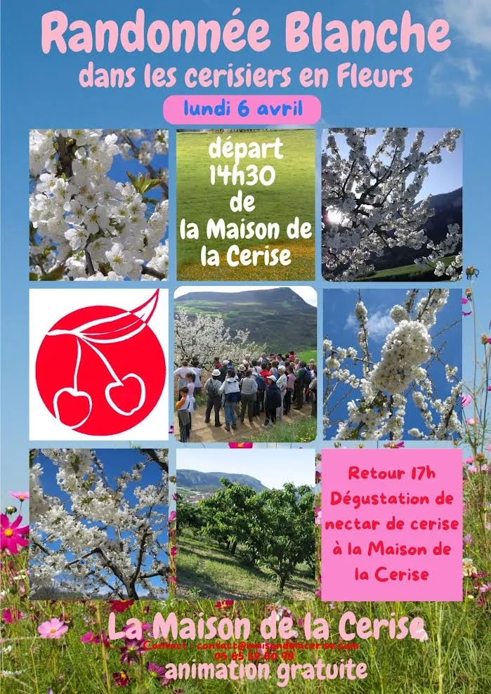 Randonnée Blanche (dans les cerisiers en fleur) 