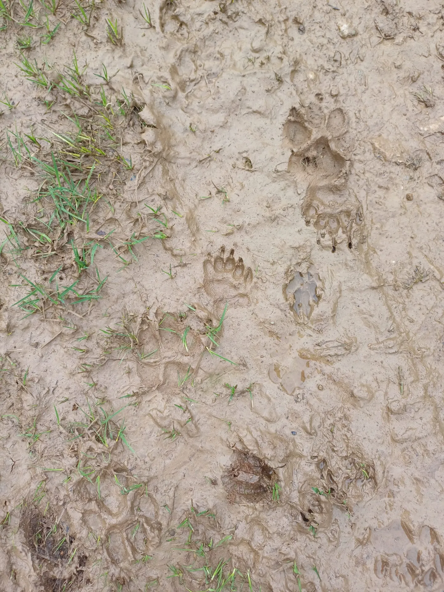 Traces et indices de la faune de l'Aubrac 