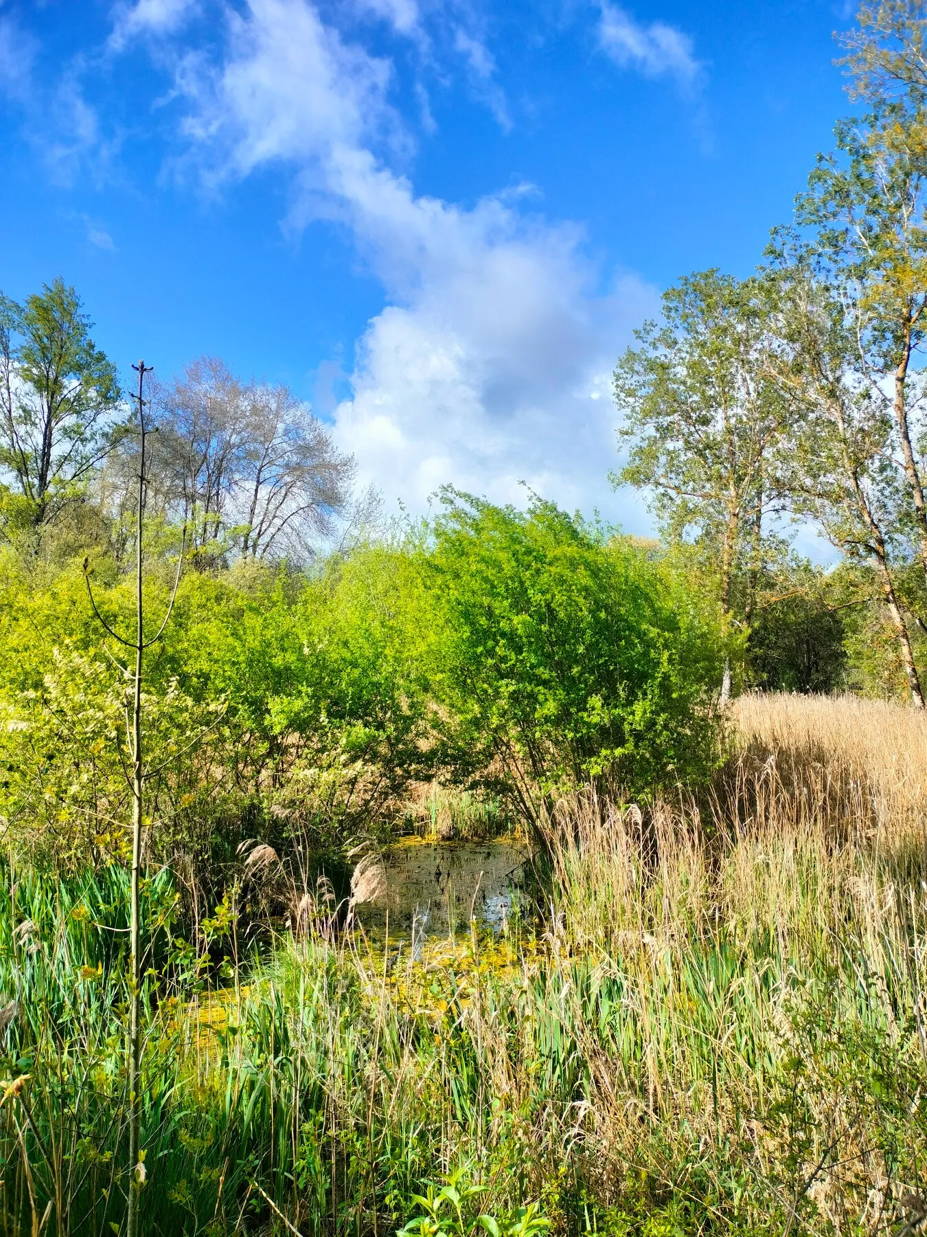 Balade découverte du marais de Montaris à Salles-Courbatiès 