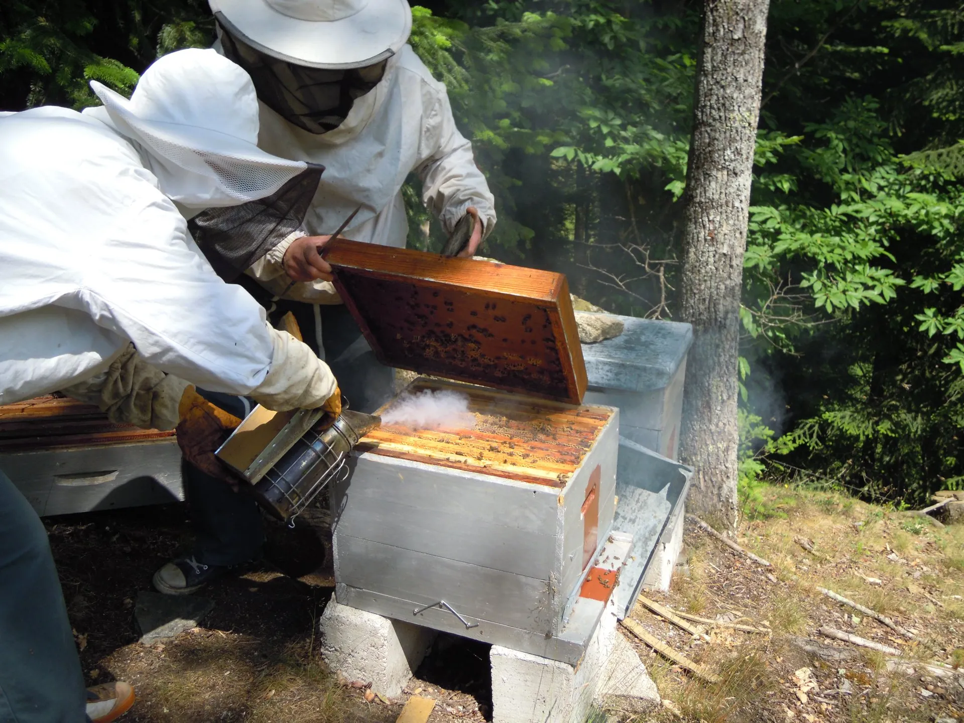 Le Miel du Pays de Conques 