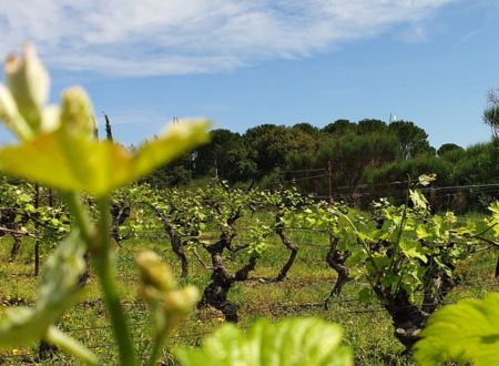 AIRE DE STATIONNEMENT - DOMAINE DU PECH SAINT PIERRE 