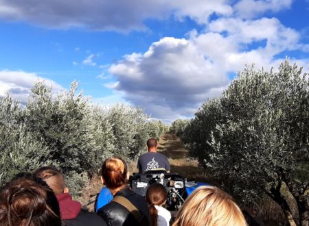 Balade en tracteur dans l'Oliveraie 