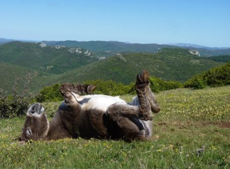 BERGERIE DU PRAT DE MU 