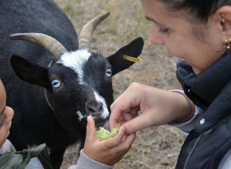 FERME PÉDAGOGIQUE – LA CHICHOUL’ÂNE 