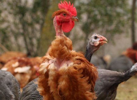 MONSIEUR VINCENT BERTHOUMIEU 