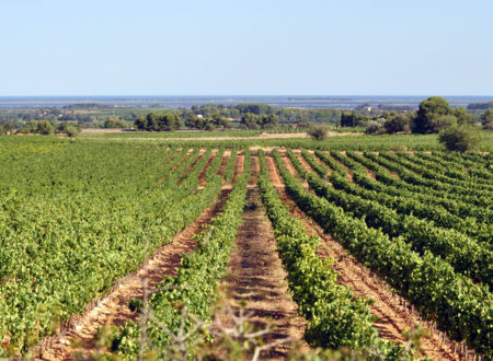 CAVE DE L’ORMARINE - CAVEAU DE VIAS 