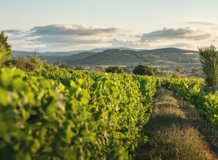 DOMAINE DE L'ARJOLLE 