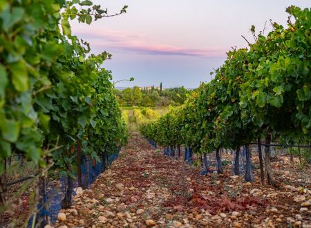 DOMAINE DE CAUSSE 