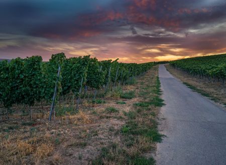 DOMAINE PUECH MERLE 