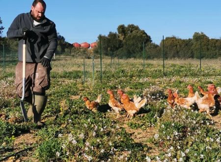 LES OEUFS DU MOULIN D'AUSSEL 