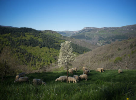 FERME PHILOSOPHIQUE EN PERMACULTURE 