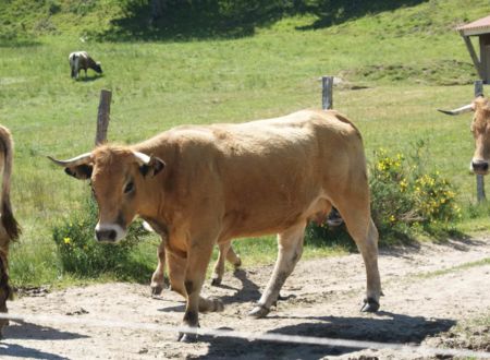 LA FERME BIO DU GEVAUDAN 