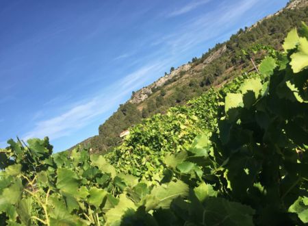 LES VIGNERONS DE TAUTAVEL VINGRAU 