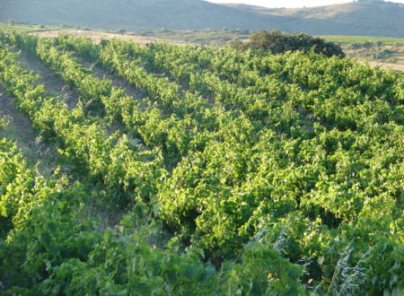 LES VIGNERONS DU CHÂTEAU DE CALCE 