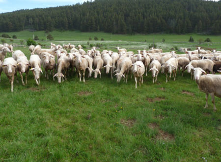 FERME LE CALMADOU 