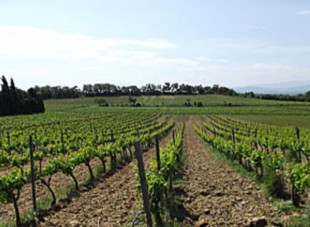 DOMAINE NIVET-GALINIER 