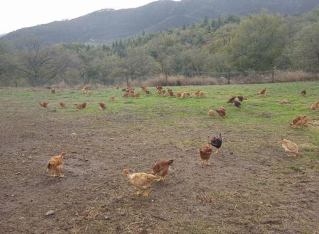 LA FERME D'ARSA 