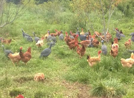 LA FERME DE JEANTINE 