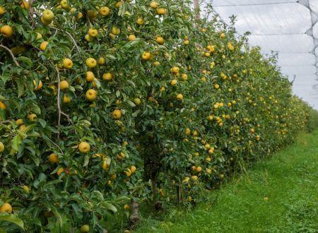 DOMAINE DE LA FAUGADE 