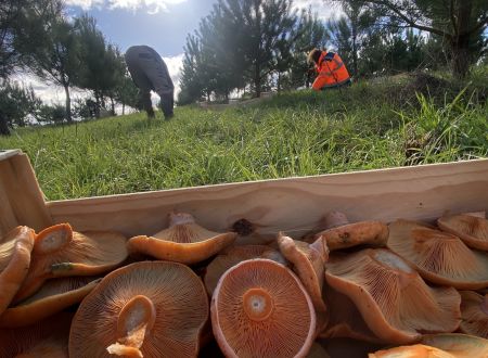 ESCONS DOMAINE DE CHARME 