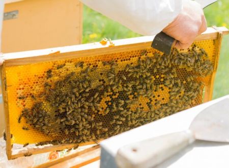 RUCHERS AVETTE ET MELLARIUS 