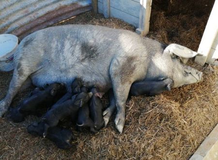 LES PORCS DU COTEAU DE CHARLAS 