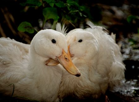 GAEC DES DEUX FRERES 