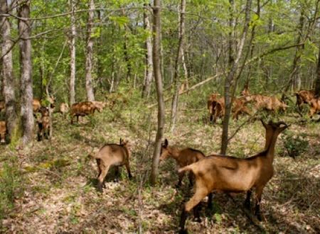 LA FERME DES POUTOUNETS 